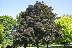 Acer platanoides 'Royal Red' — photo 3